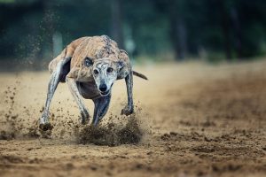 Greyhound- 72km/h - najszybszy pies