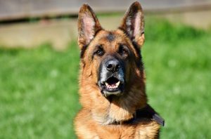1.Nemecký ovčiak  Policajné psy Aký je najlepší policajný pes Plemená policajných a vojenských psov 