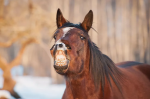Hästen skrattar inte