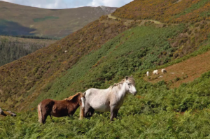 Velšský pony (Welsh Pony a Cob)