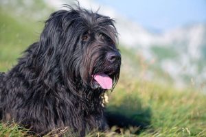 Bergamese Shepherd Dog - Włoskie rasy psów