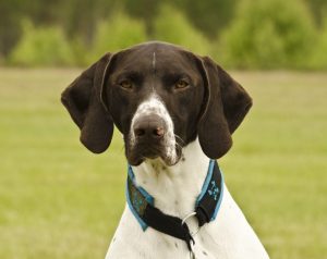 German Shorthaired Pointer - psy policyjne
