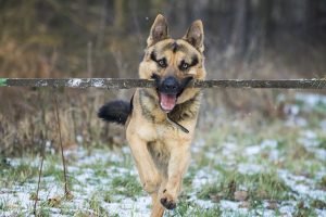 10.Německý ovčák – Najrýchlejšie psy  najrýchlejší pes