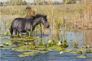 Konie w delcie Dunaju