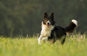 12.Border Collie Najrýchlejšie psy  najrýchlejší pes