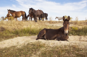 Mula i Hinny - Fakty o koniach