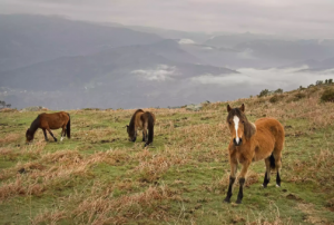Garrano a Sorraia Pohodlie koní - Čo treba vedieť o koňoch