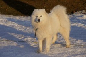 Pies rasy Eskimos Amerykański