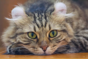 American Curl Mačky ktoré sa správajú ako psy 9 plemien mačiek