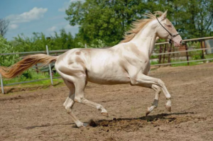 Achaltekin caballo 2 caballos fuertes y hermosos 10 razas de caballos fuertes y hermosos  