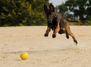 2.Malinois  Policajné psy Aký je najlepší policajný pes Plemená policajných a vojenských psov 