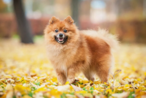 3.Pomeranian Najmenší pes na svete : Top 12 najmenšie psy na svete 