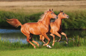 Arabské kone nie sú stavané ako ostatné Fakty o koňoch