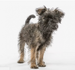 Opičí pinč (Affenpinscher) Nejmenší pes světa : 12 nejmenších psů světa  