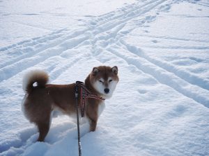 4. Shiba Inu Hundraser för kallt väder