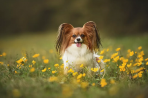 Papillon : Compañero con orejas de mariposa Los mejores perros para la familia 9 mejores razas de perros  