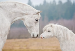 Poníky, miniatúrne kone sú len také isté Fakty o koňoch
