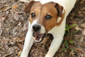 Jack Russell Terrier- 61km/h - Najszybsze psy 