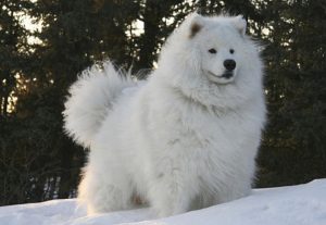 5. Samoyedo Razas de perro para clima frío