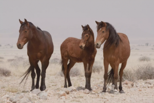 Pouštní kůň Namib (Namib Desert Horse)