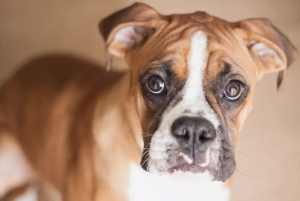 Boxer: vakthunden för familjen De bästa hundarna för familjen 9 bästa hundraserna  