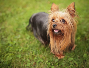 6.Jorkšírský teriér Nejmenší pes na světě : 12 nejmenších psů na světě  