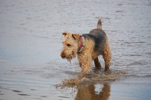 Airedale Terrier - psy policyjne