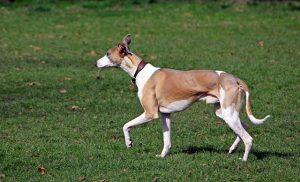 6.Whippet Najrýchlejšie psy  najrýchlejší pes