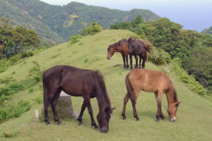 Konie Misaki - Dzikie konie