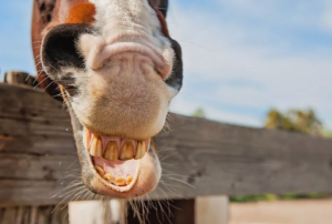 Tänderna berättar sanningen Fakta om hästar