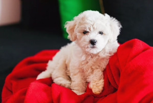Bichón (Bichon Frisé) :  Elección adecuada para alérgicos Los mejores perros para la familia 9 mejores razas de perros  