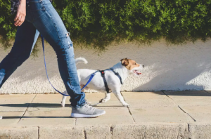 Co ludzie robią ale psy nienawidzą na spacery bez możliwości poznawania i wąchania