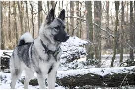 7. Nórsky losí pes sivý (Norský losí pes šedý) Plemená psov do chladného počasia