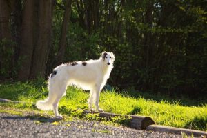 7.Barzoi - Perros más rápidos perro más rápido