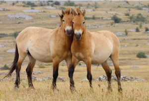 Jediné skutočné divé kone, ktoré zostali, nie sú mustangovia