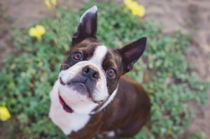 Boston Terrier: vill alltid charma sin familj. De bästa hundarna för familjen 9 bästa hundraserna  
