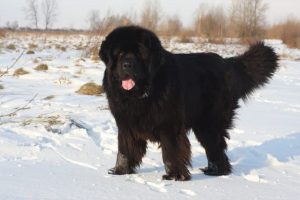 Newfoundland Plemená psov do chladného počasia