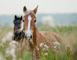 ¿Quedan caballos verdaderamente salvajes? Sorprendentemente sí.