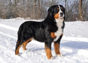 Bernese Mountain Dog - rasy psów na zimną pogodę