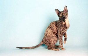 CORNISH REX - koty hipoalergiczne koty dla alergików zdjęcia