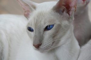 Colorpoint krátkosrstá Hypoalergénne mačky  Plemena mačiek