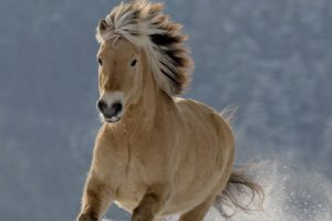Koń fiordowy - rasy koni skandynawskich