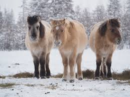 Jakutský kůň Nordic - Severská plemena koní