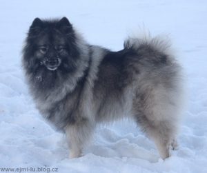 Spitz lobo alemán (Wolf Spitz) Razas de perros para clima frío