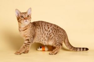 OCICAT Gatos hipoalergénicos Razas de gatos