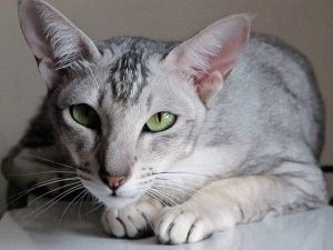Kot orientalny krótkowłosy koty dla alergików zdjęcia