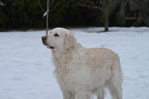 Pirenejski pies górski - rasy psów na zimną pogodę