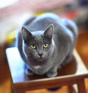 Kot rosyjski niebieski koty dla alergików rasy