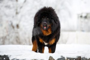 Great Dane tybetańskie - Rasy psów na zimną pogodę