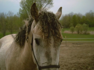 American Curly Bashkir (Curly Horse) - Silne i piękne konie